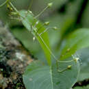 Image of Schiedea diffusa subsp. diffusa