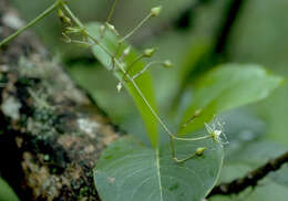 Image of Schiedea diffusa subsp. diffusa