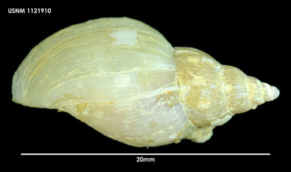 Image of Paradmete fragillima (R. B. Watson 1882)