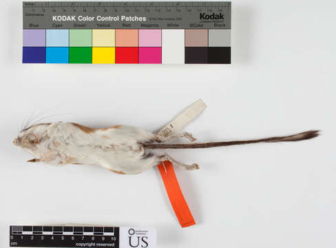 Image of Stephens's kangaroo rat