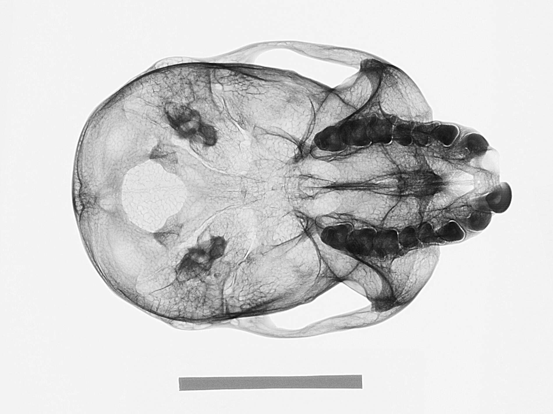 Image of Lophocebus albigena johnstoni (Lydekker 1900)
