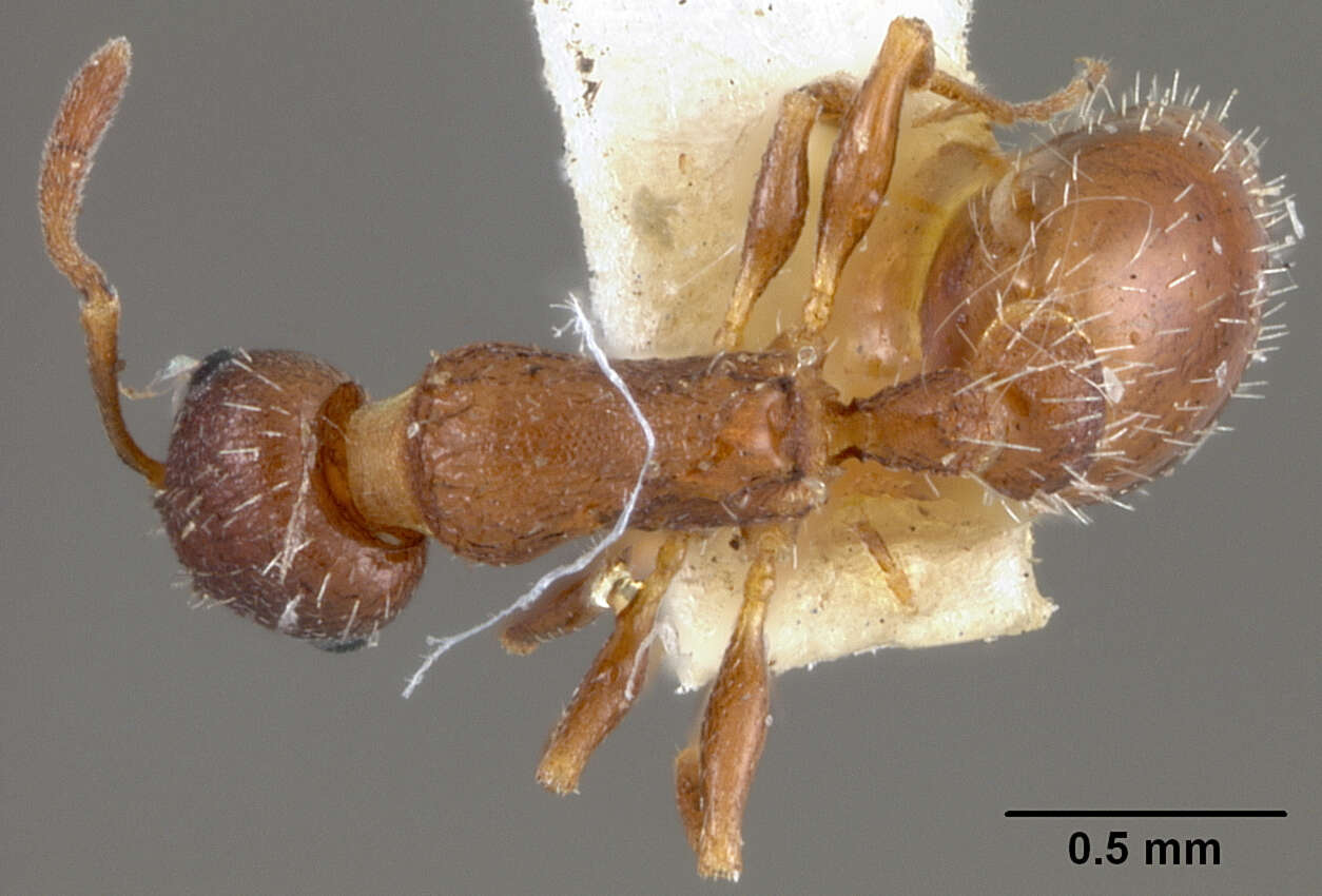 Image of Leptothorax tricarinatus Emery 1895