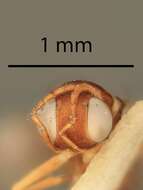 صورة Meromyzobia pedicelata Gordh 1987