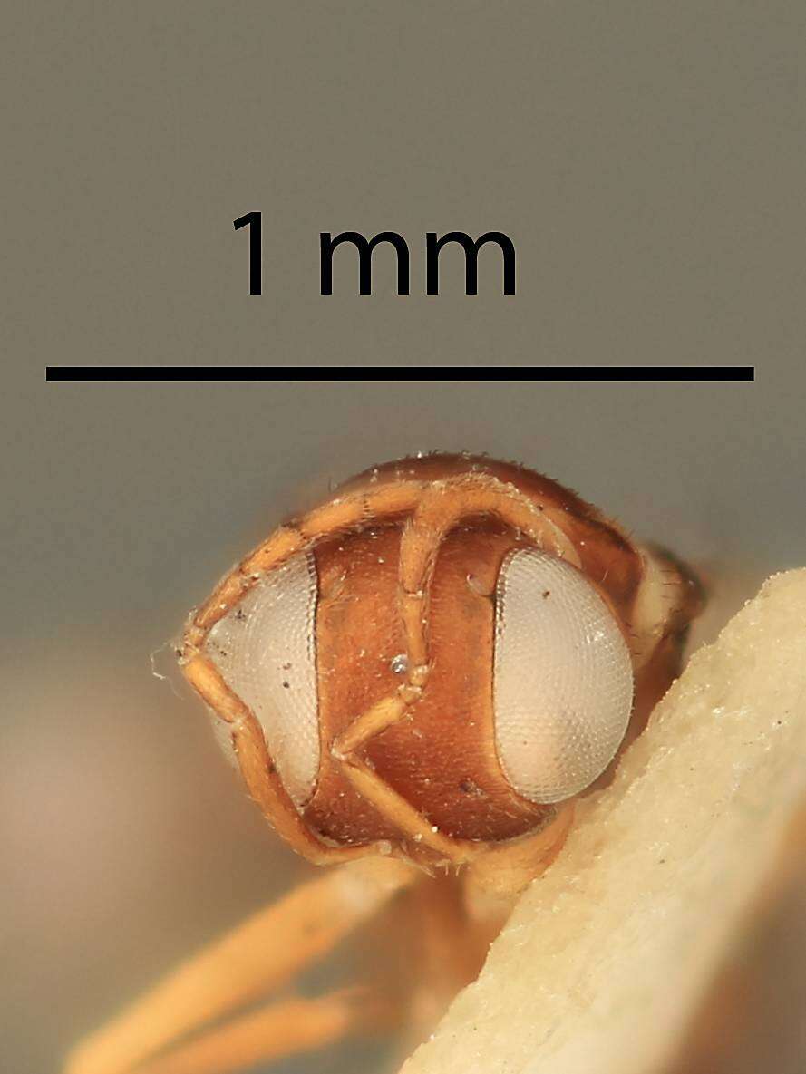 صورة Meromyzobia pedicelata Gordh 1987