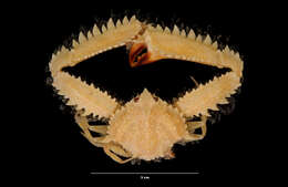 Image de Ctenodrilus serratus (Schmidt 1857)