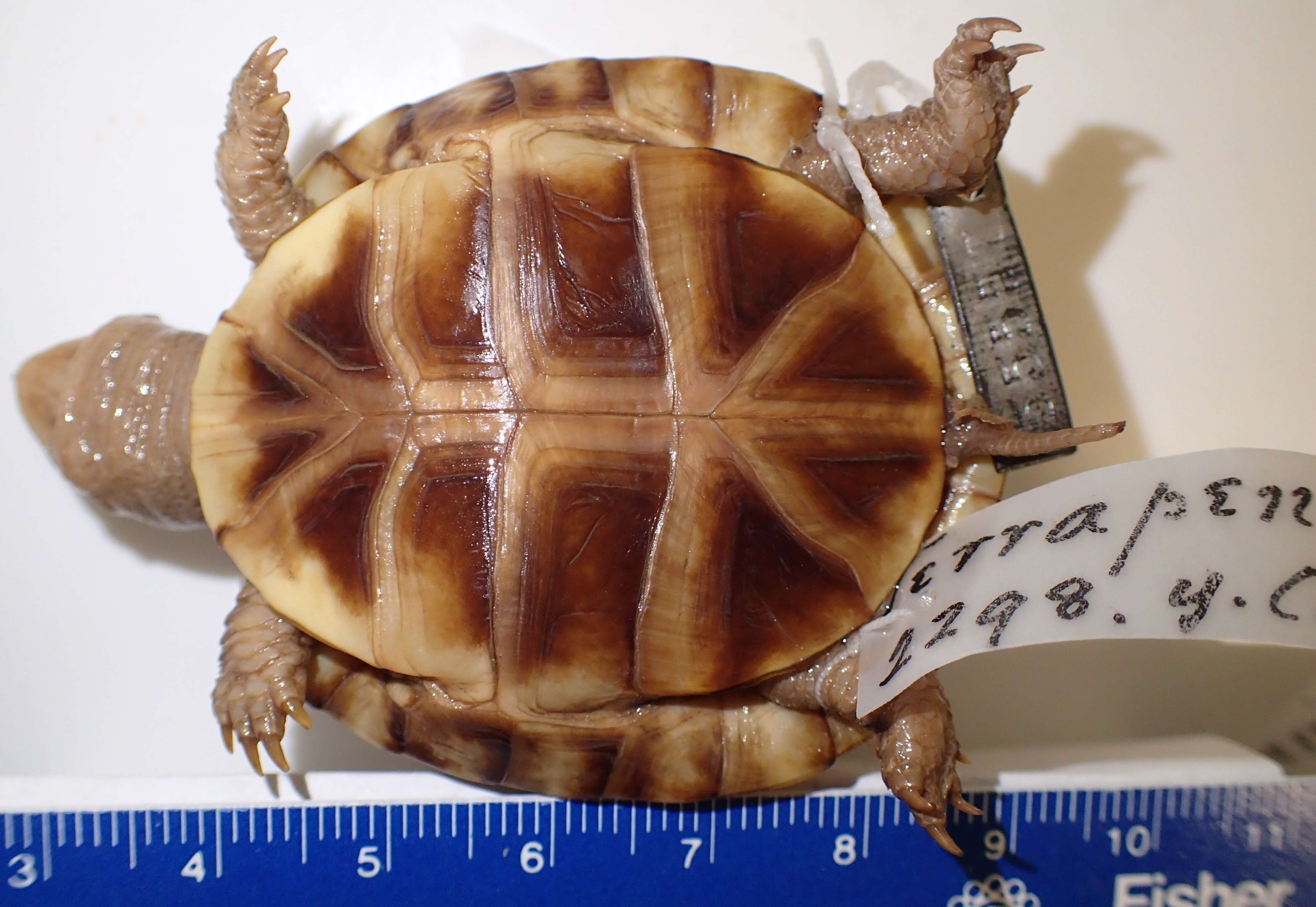 Image of American Box Turtle