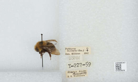 Image de Bombus insularis (Smith 1861)