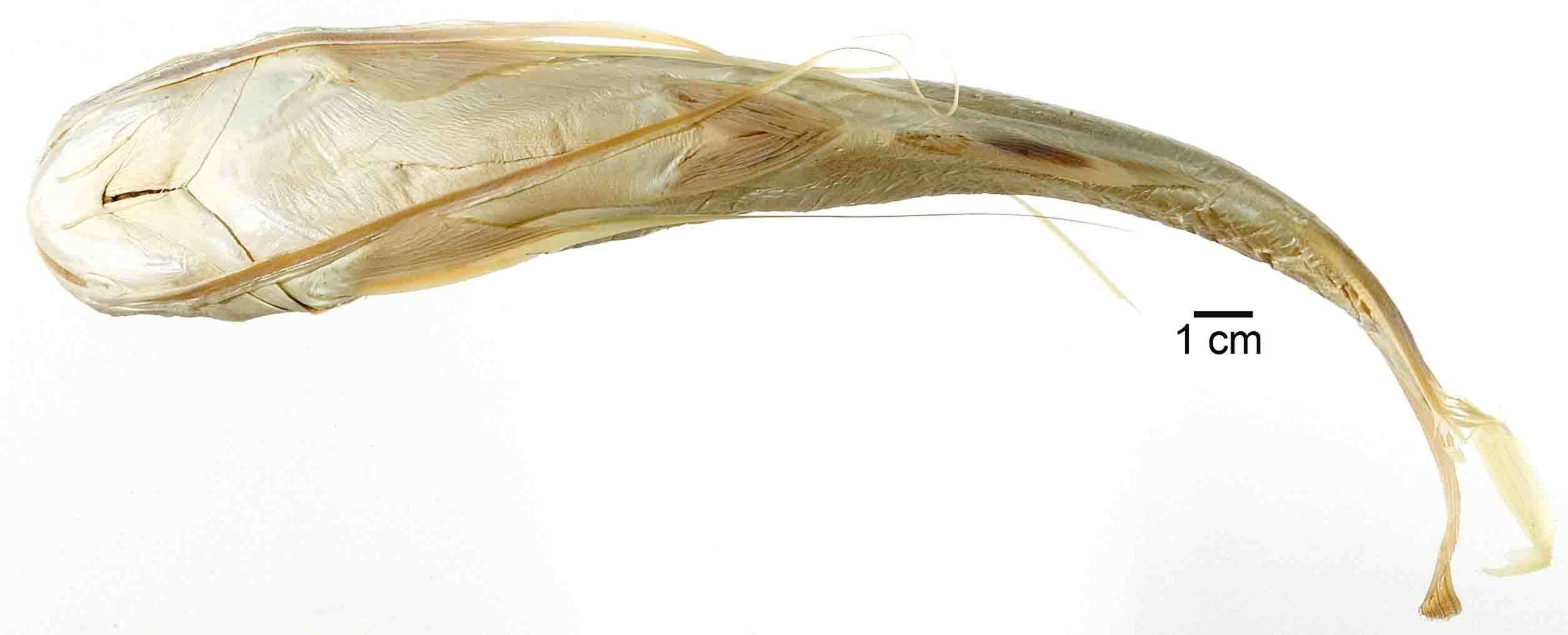 Image of Long-barbeled sea catfish