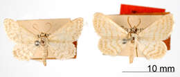 Image of Lobocleta translineata Warren 1906