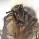 Image of Rhamphomyia parvisinuata Bartak 2002