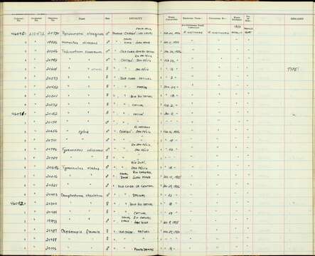 Plancia ëd Todirostrum cinereum finitimum Bangs 1904