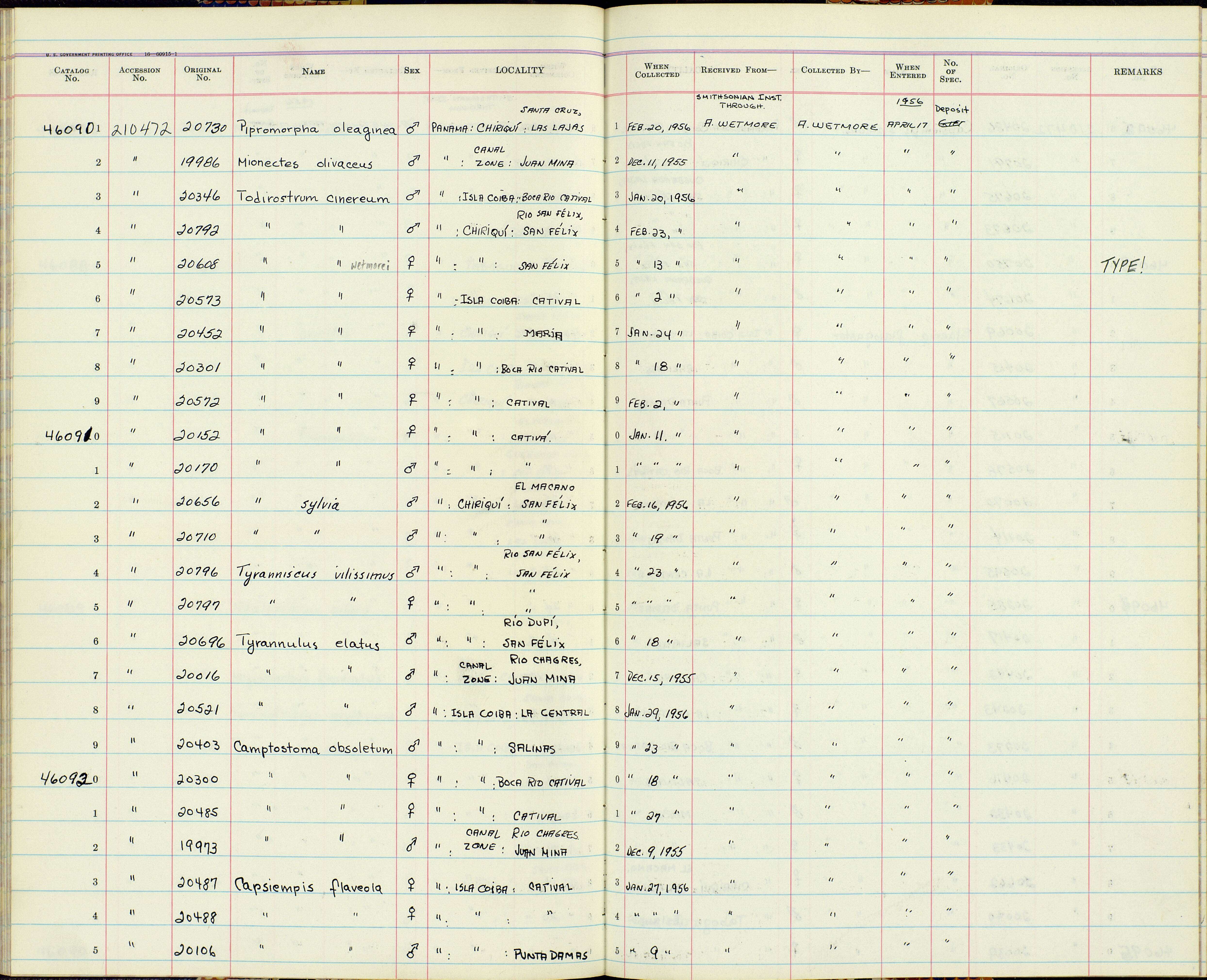 Image of Todirostrum cinereum finitimum Bangs 1904