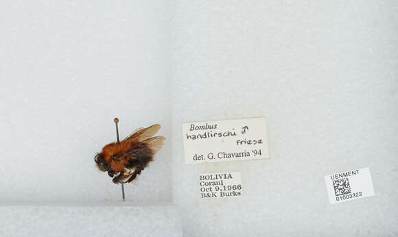 Image of Bombus handlirschi Friese 1903