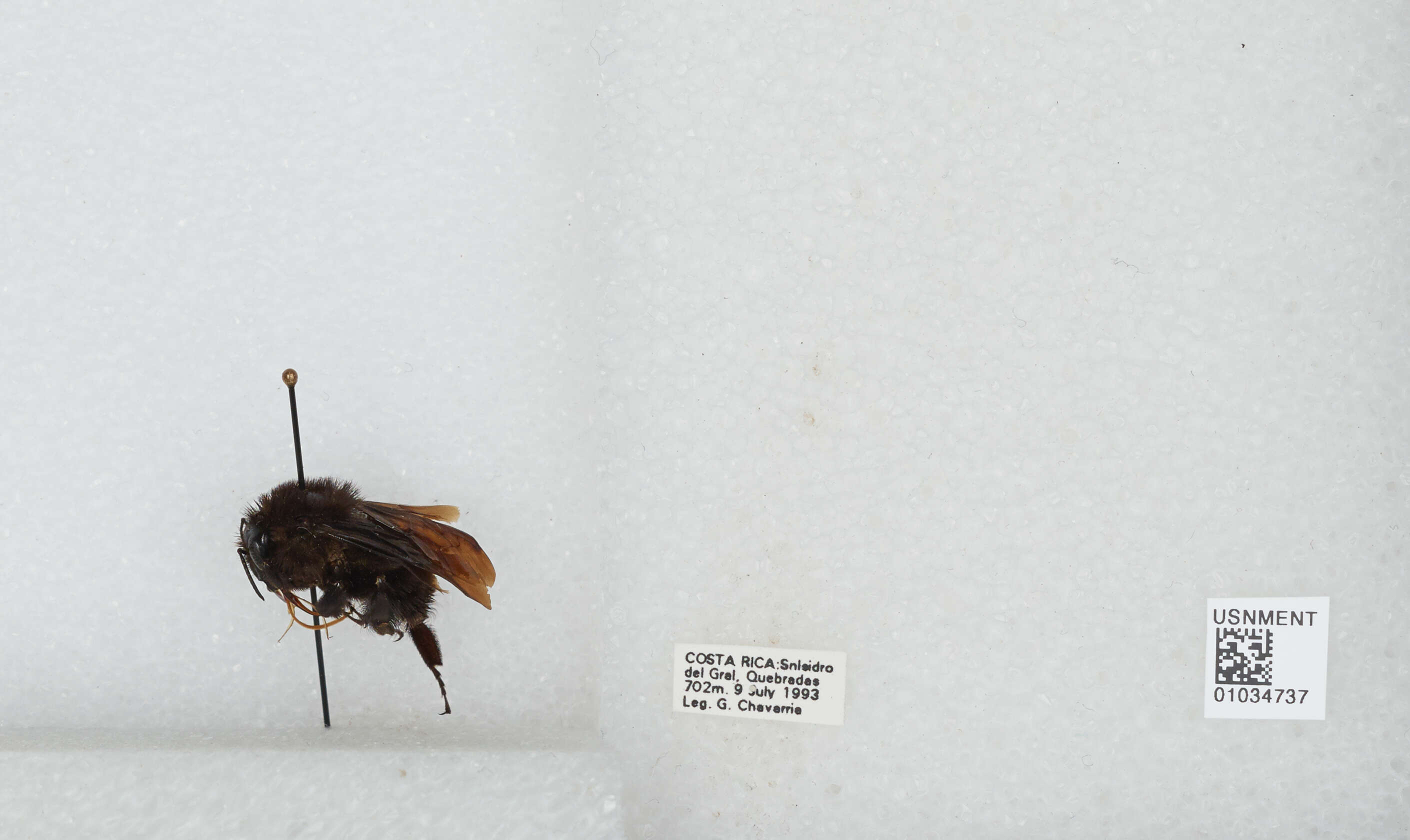 Image of Bombus pullatus Franklin 1913