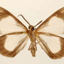 Image of Perigramma religiosa Thierry-Mieg 1892