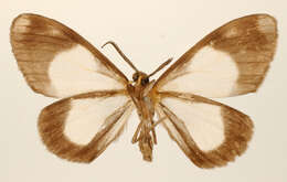 Image of Perigramma religiosa Thierry-Mieg 1892