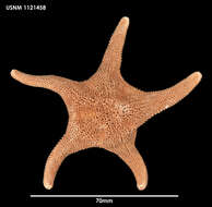 Image of Cycethra