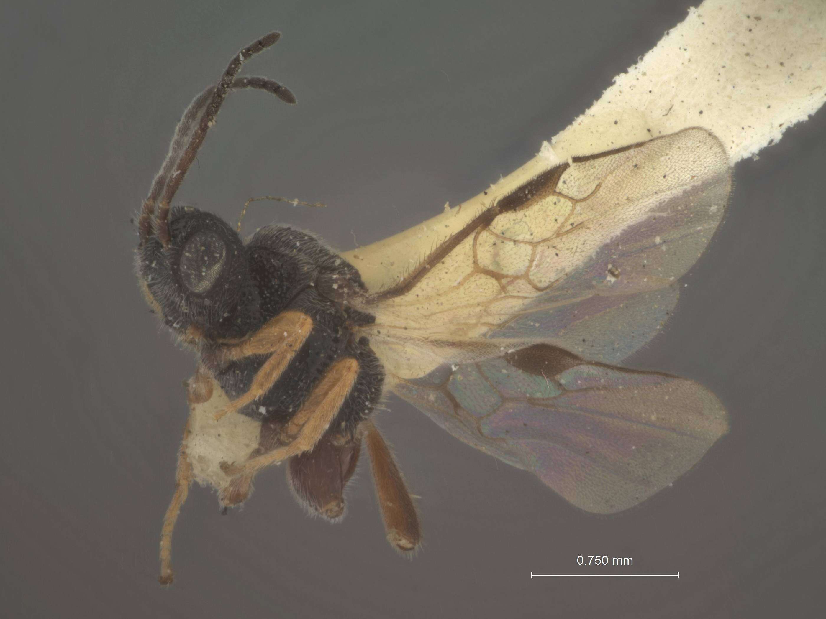 Image of Urosigalphus femoratus Crawford 1914