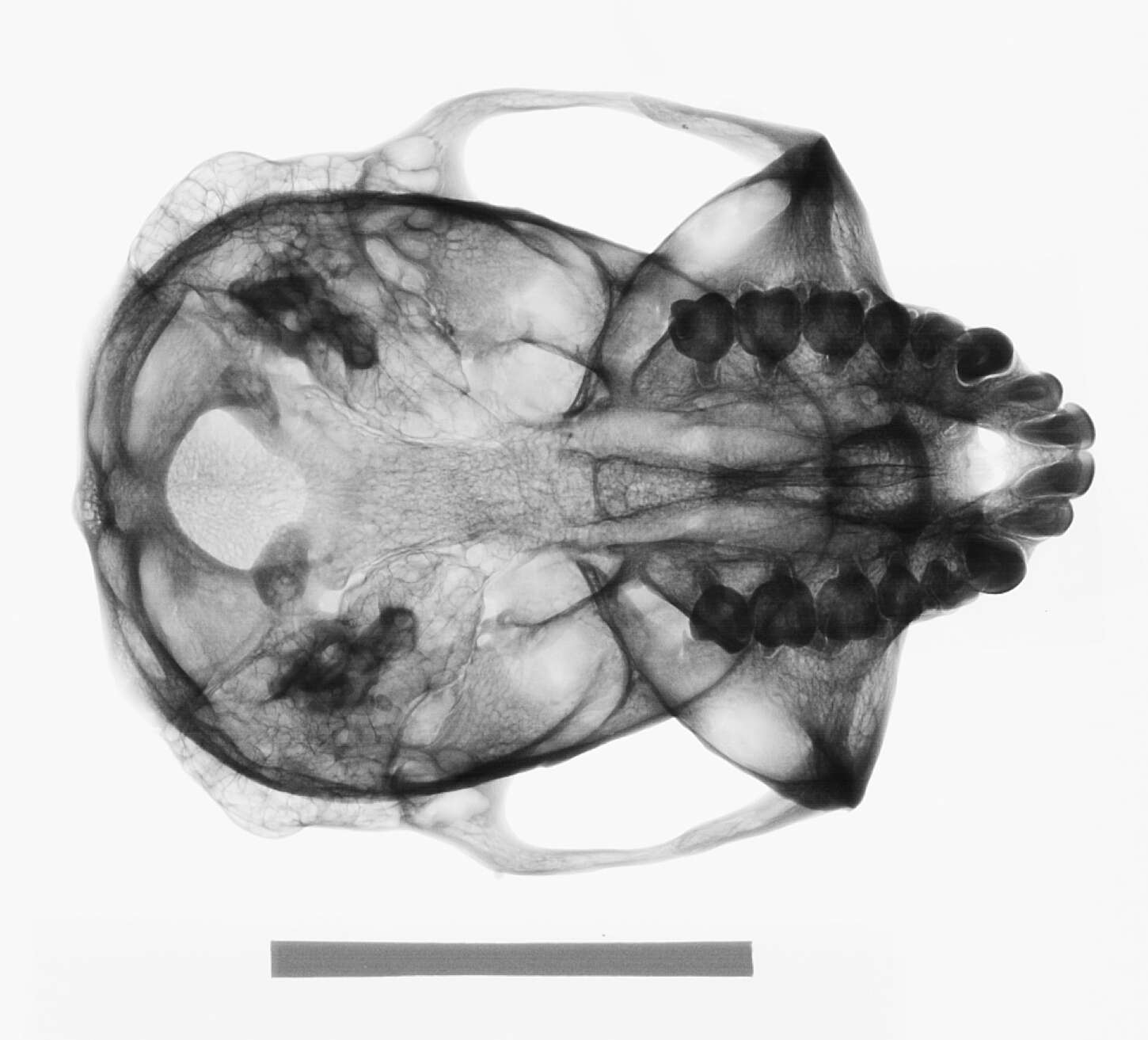 Image of Trachypithecus cristatus cristatus (Raffles 1821)