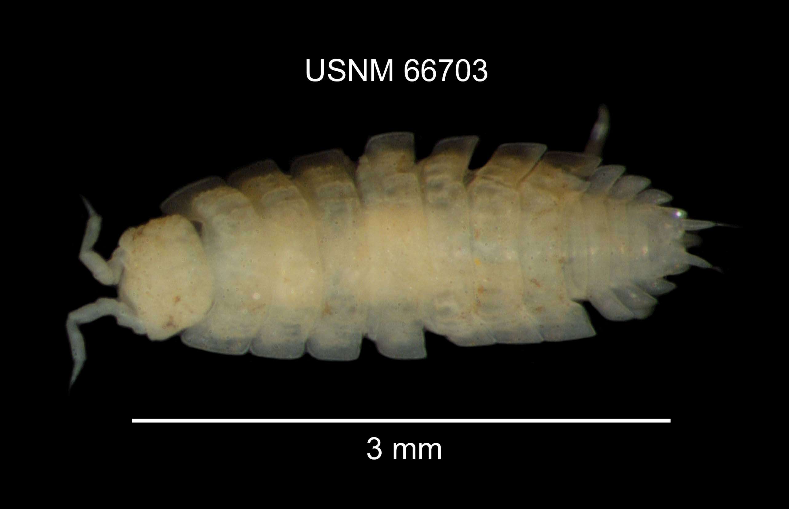 Image of Isopod