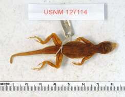 Image of Anolis distichus floridanus Smith & Mccauley 1948