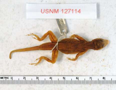 Image de Anolis distichus floridanus Smith & Mccauley 1948