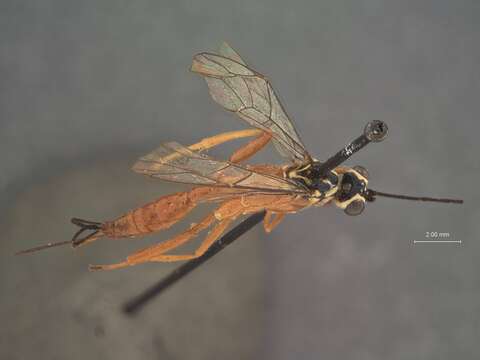 Image of Polycyrtus albolineatus Cameron 1911