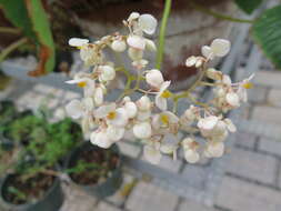 Слика од Begonia nelumbiifolia Schltdl. & Cham.