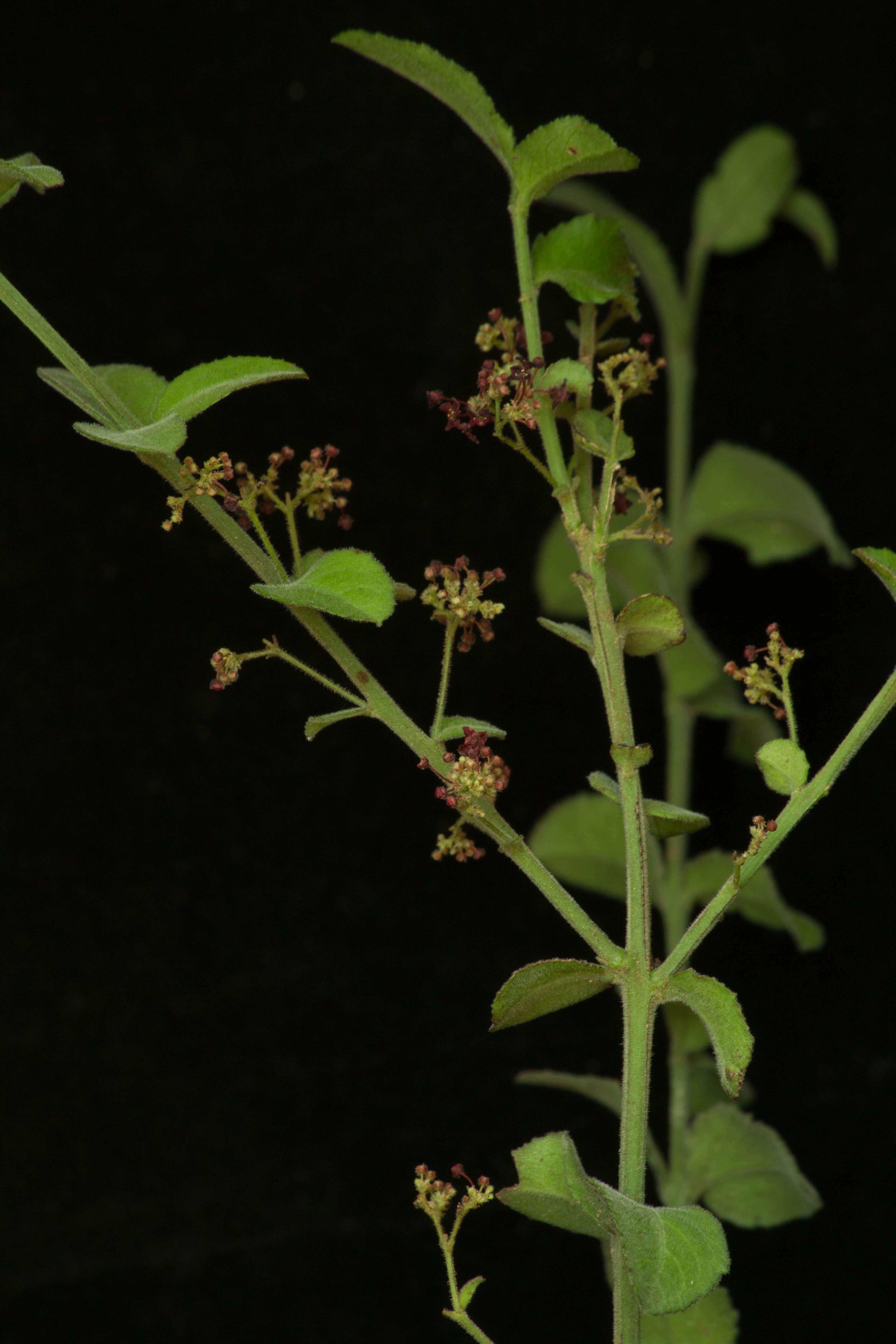 Image of Crossopetalum uragoga (Jacq.) O. Kuntze