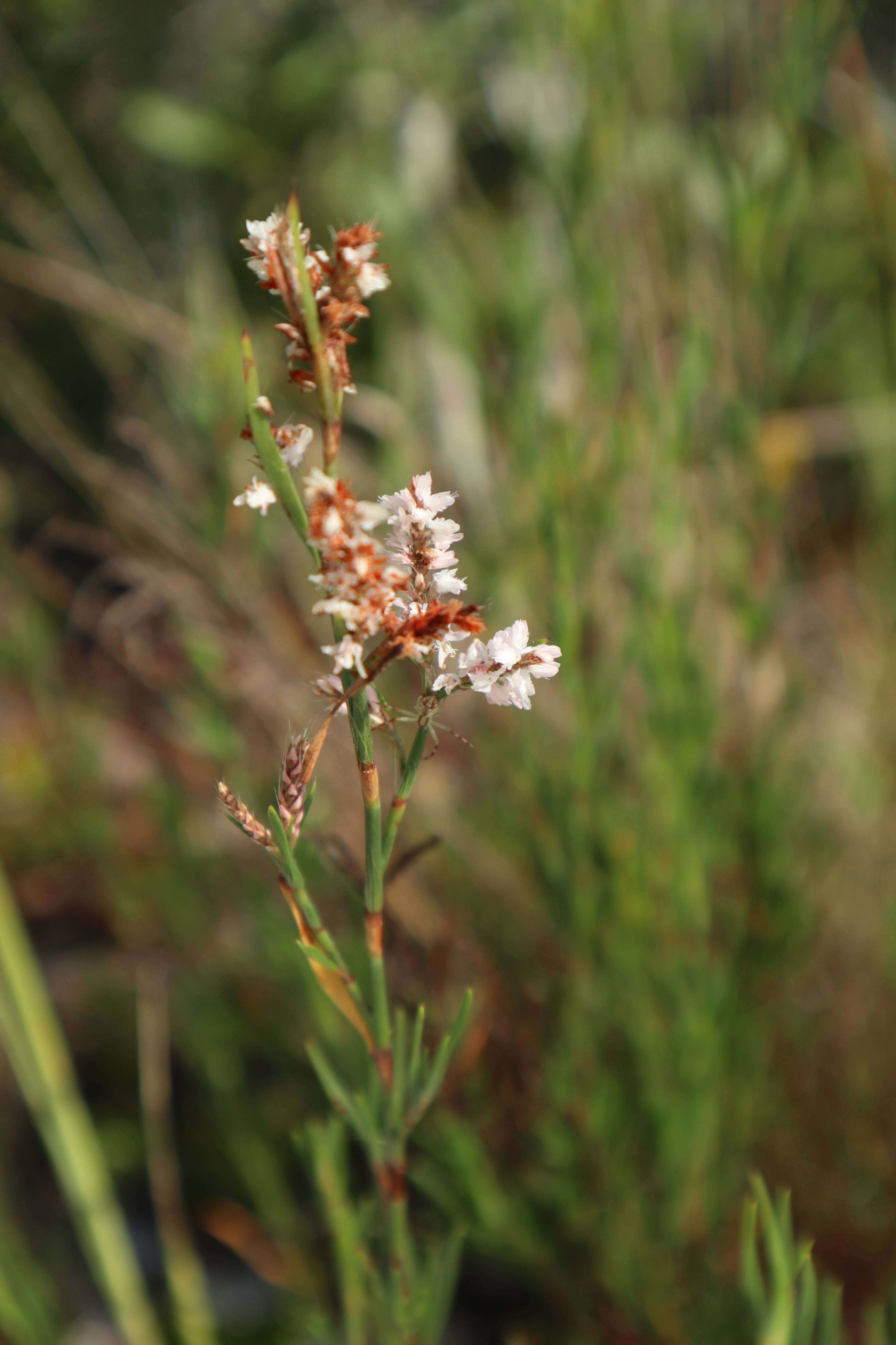 Polygonella robusta (Small) G. L. Nesom & V. M. Bates resmi