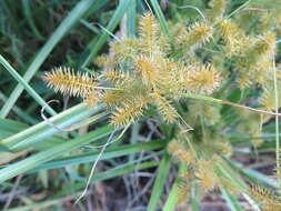 Image of strawcolored flatsedge