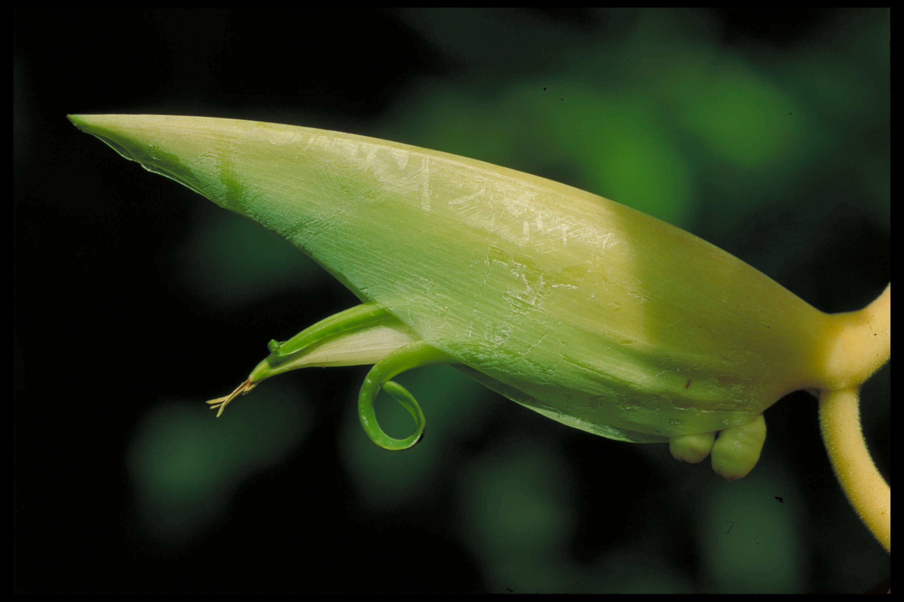 Image of Heliconia chartacea var. meeana W. J. Kress