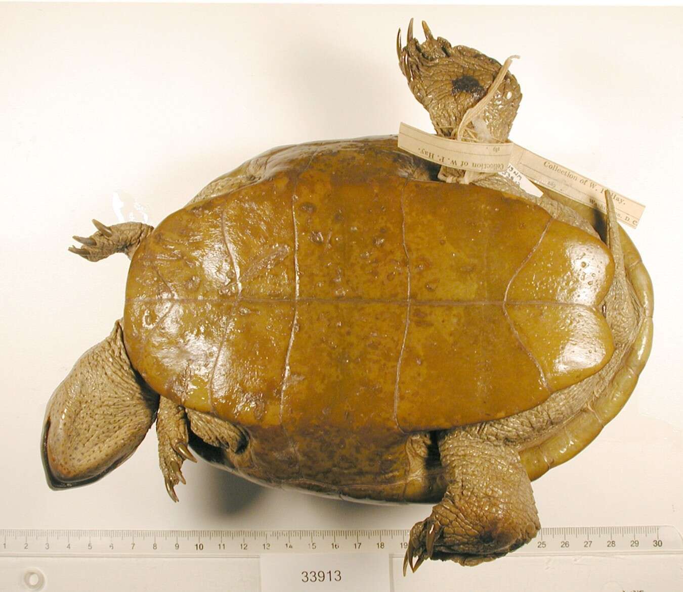 Image of Malaclemys terrapin littoralis (Hay 1904)