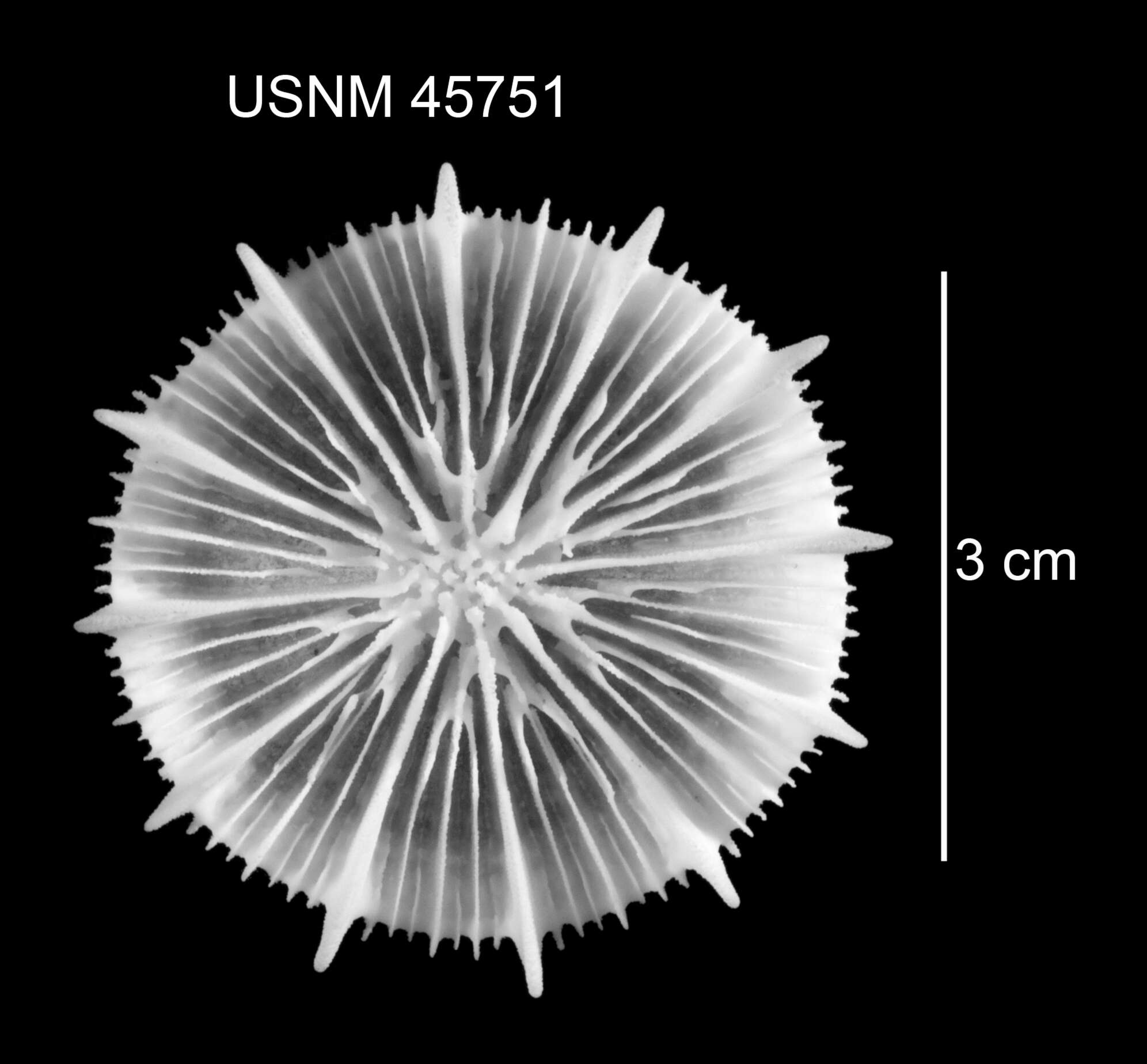 Plancia ëd Stephanocyathus (Stephanocyathus) laevifundus Cairns 1977