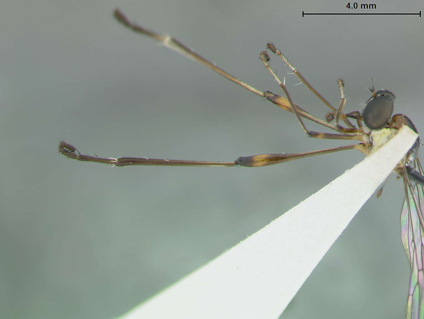 Image of Leptogaster bengryi Farr 1963