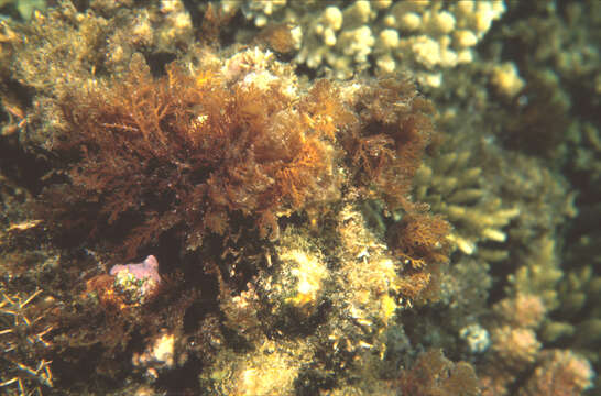 Image of Portieria hornemannii (Lyngbye) P. C. Silva 1987