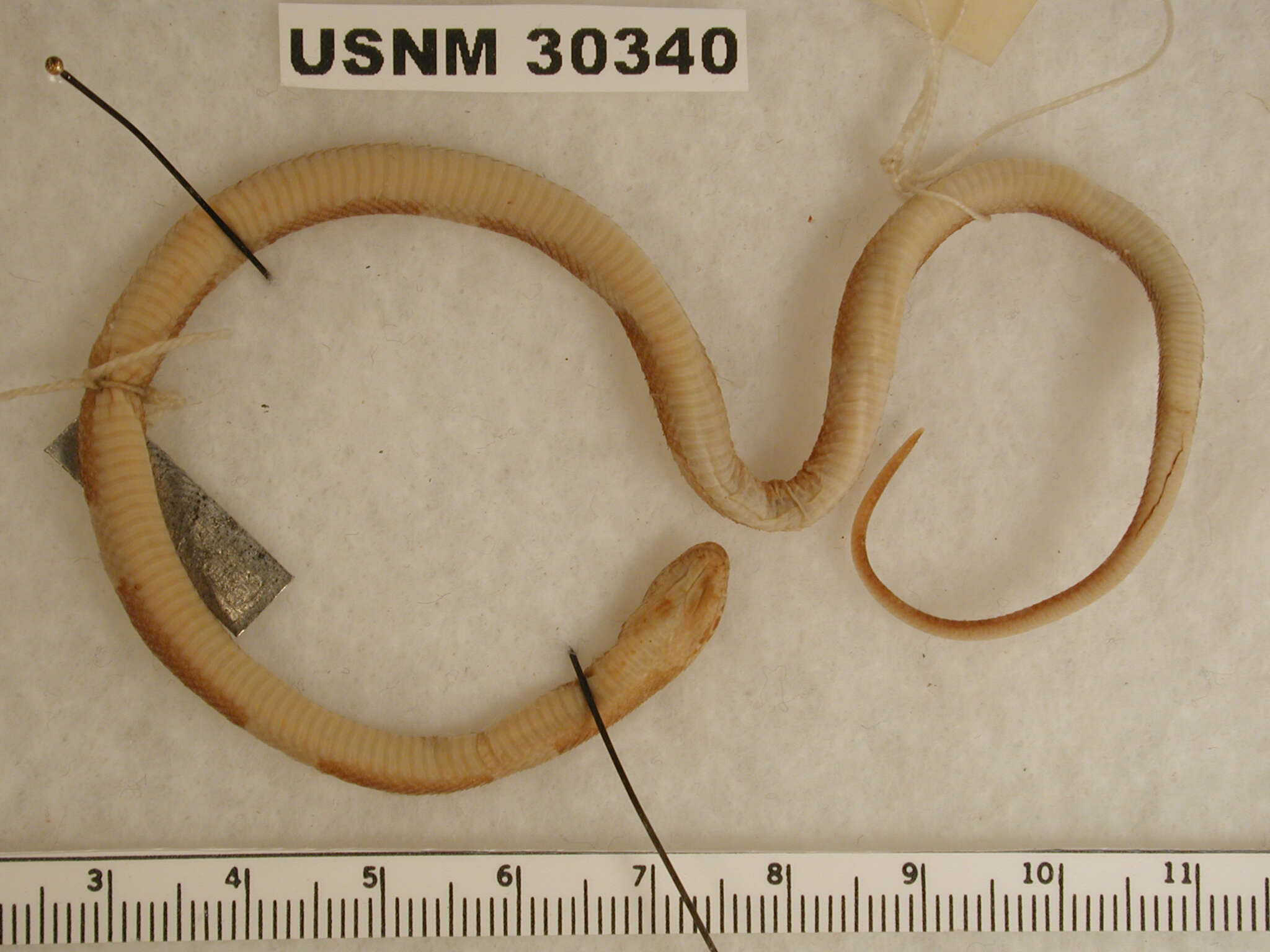 Image of Black-banded Cat-eyed Snake