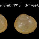 Image of Pisidium hannai Sterki 1916