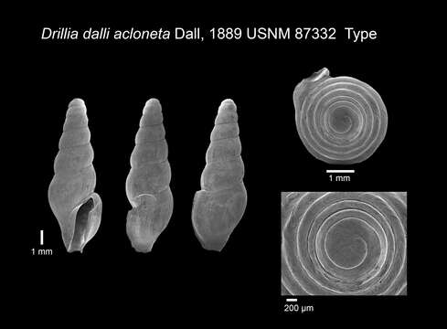 Image of Inodrillia acloneta (Dall 1889)