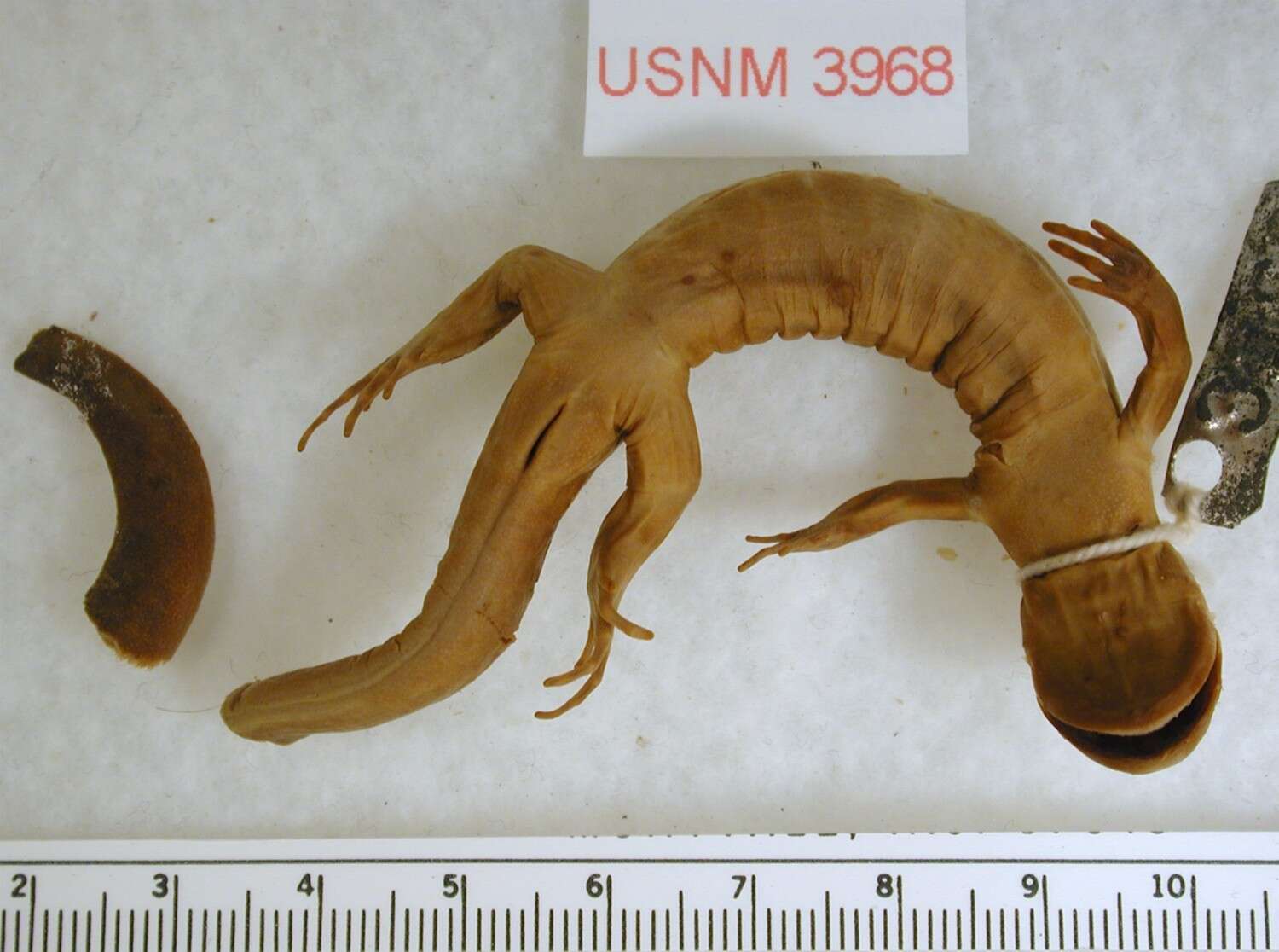 Sivun Ambystoma jeffersonianum (Green 1827) kuva