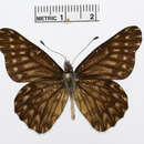 Image of Catasticta scurra Röber 1924