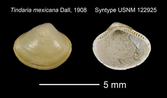 Image of Neilonella mexicana (Dall 1908)