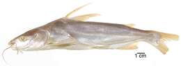 Image of Conguito sea catfish