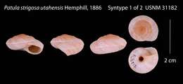 Image of Patula strigosa utahensis Hemphill