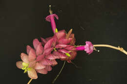 Image of Ipomoea bracteata Cav.