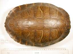 Image of Eastern River Cooter