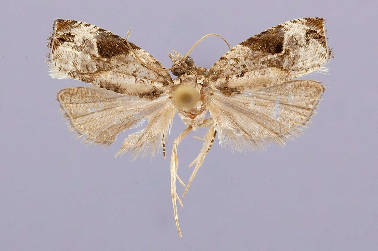 Image of Apotomis fuscomaculata Kawabe 1993