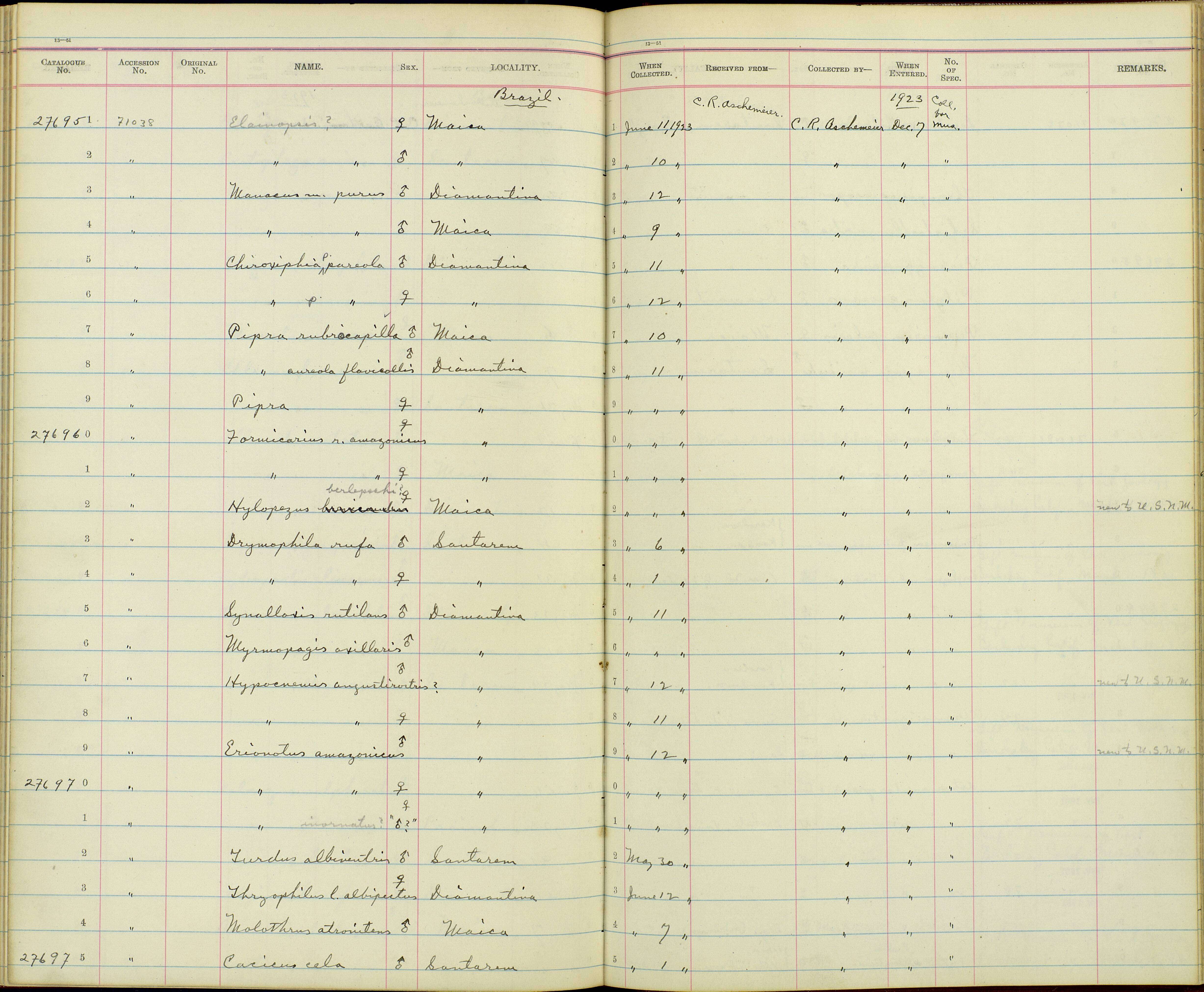 Sivun Formicivora rufa chapmani Cherrie 1916 kuva