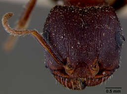 Image of Pogonomyrmex barbatus (Smith 1858)