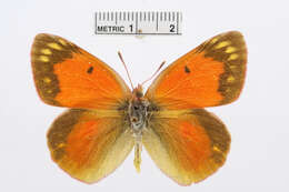 Image of Colias erschoffi Alphéraky 1881